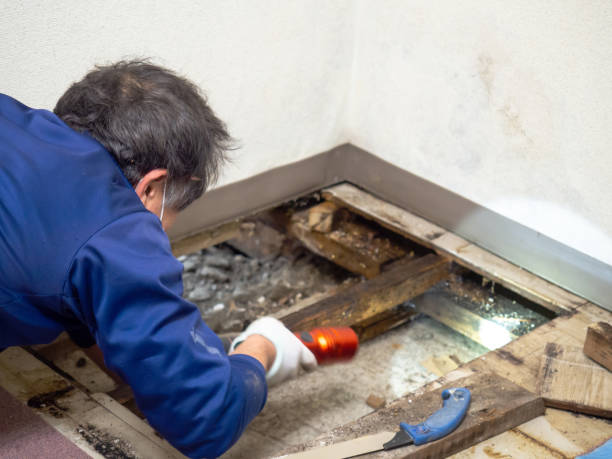 Best Basement Mold Remediation in Commack, NY