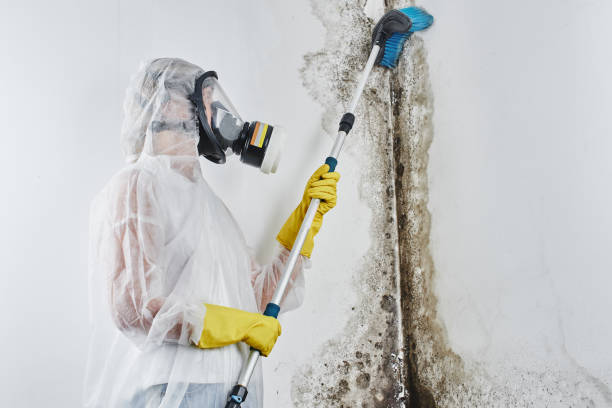 Best Post-Flood Mold Remediation in Commack, NY